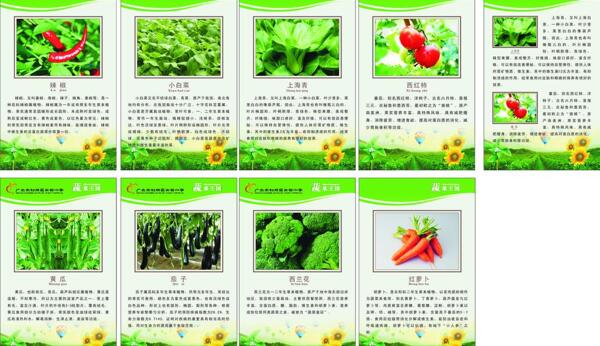 蔬菜王国图片