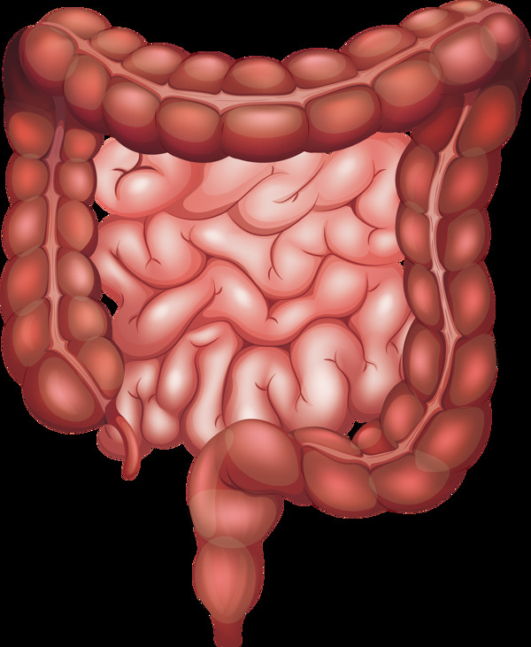 红色手绘大肠png元素素材