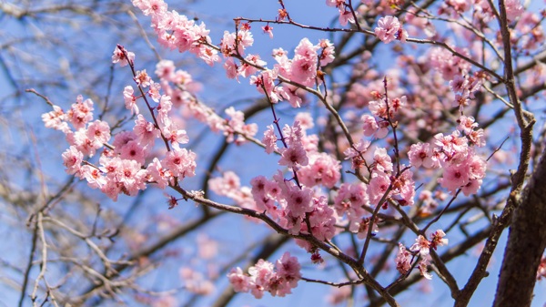 日本粉色樱花绽放