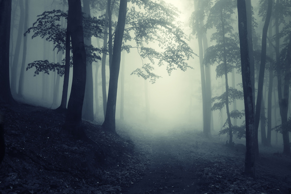 森林雾气阴霾图片