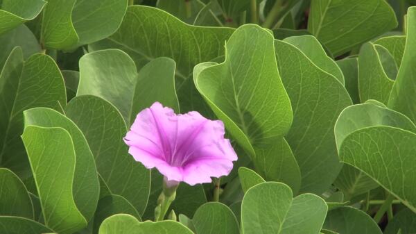 粉红色的花在夏威夷证券的录像视频免费下载