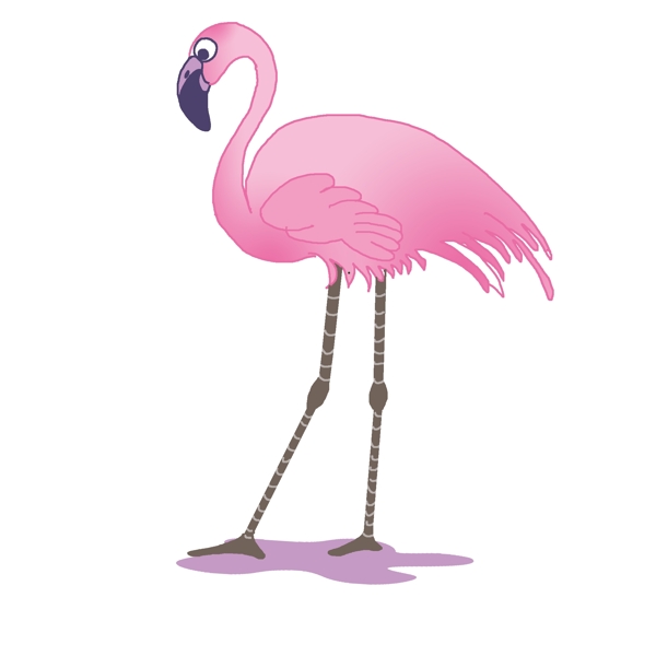 动物火烈鸟粉色