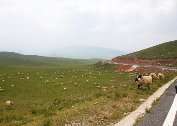 草原羊群公路图片