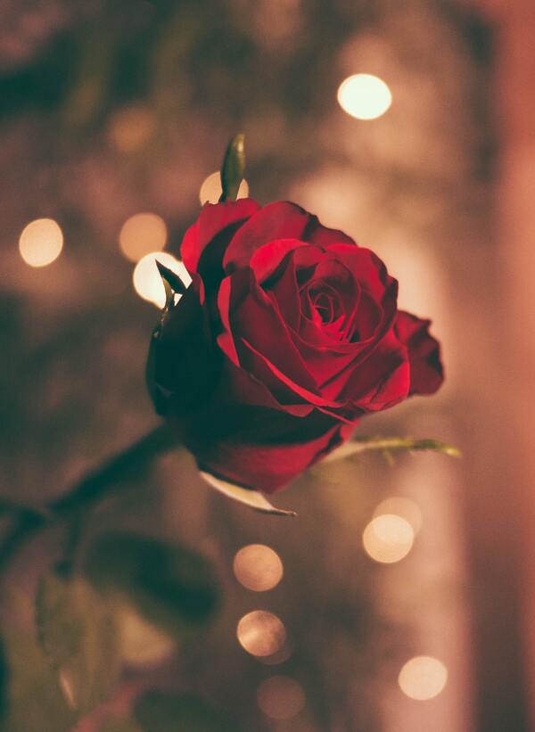 玫瑰爱情唯美