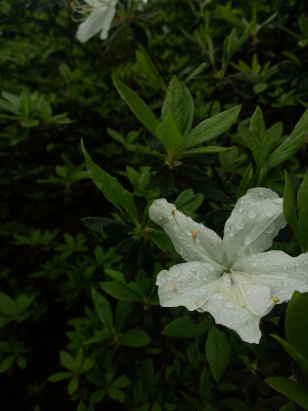 雨中白花图片