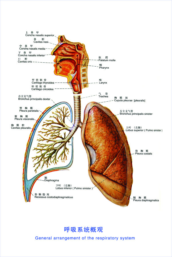 呼吸系统图片