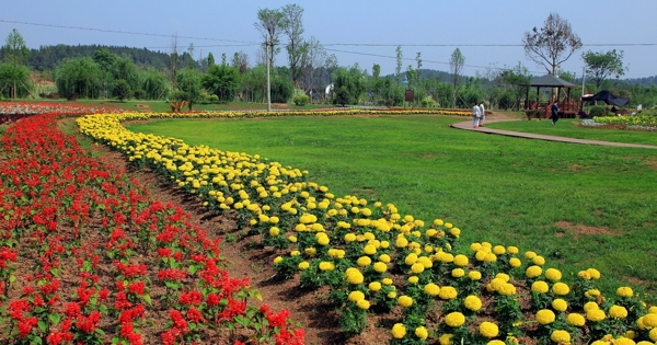 花园草地图片