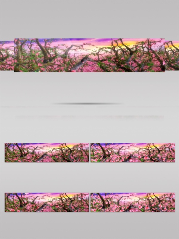 樱花花丛视频素材