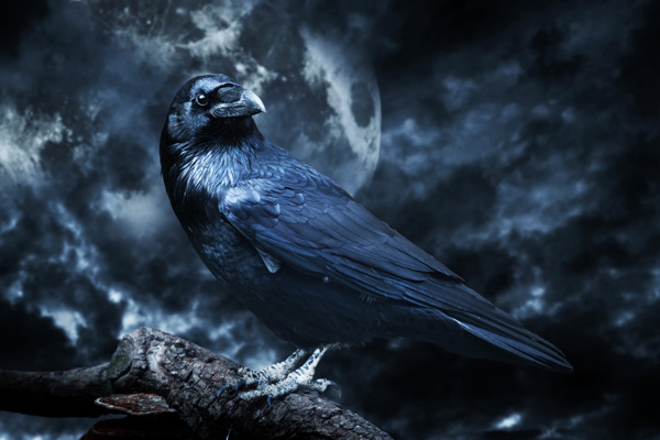 月色下的蓝色鹰图片