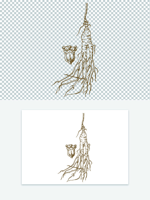 简约手绘中药材人参线稿图案