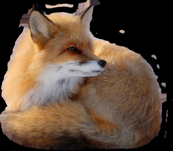 红棕色狐狸免抠png透明图层素材