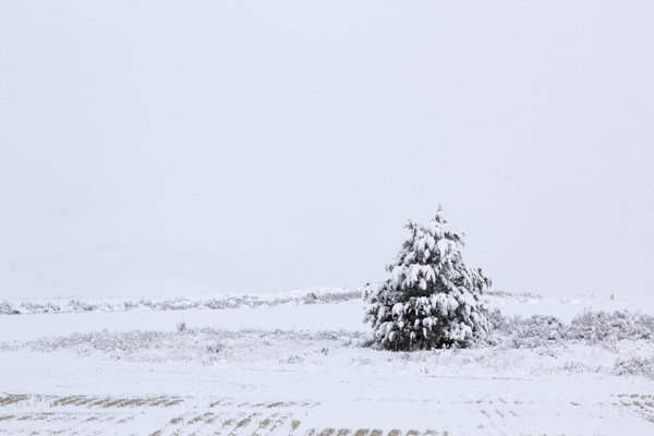 孤独的冬天的树