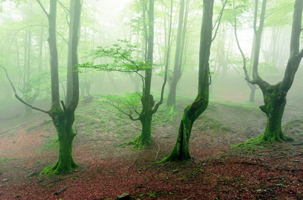 迷雾中的小树林
