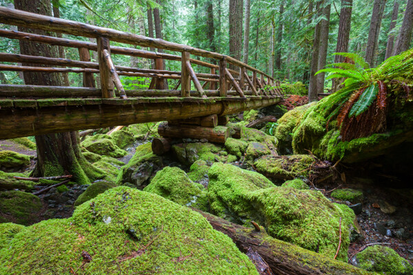树林里的木头桥图片