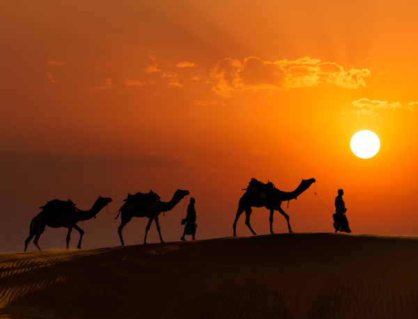 夕阳下的骆驼群图片