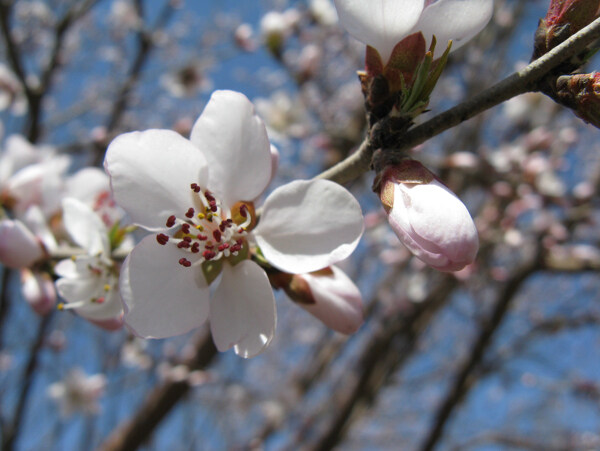 春天的胡桃花图片