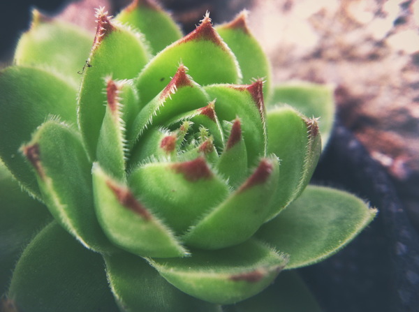 多肉植物图片