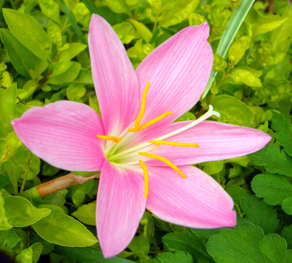 位图植物摄影写实花卉花朵百合免费素材