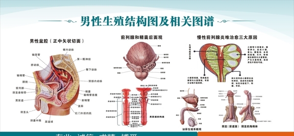 男性生殖结构图及相关图谱