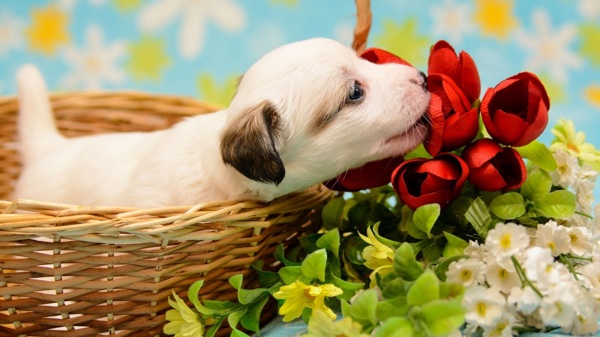 小狗宠物篮子红色花朵