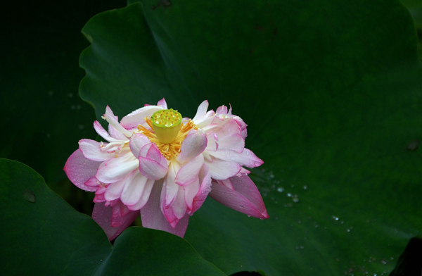 雨中荷花