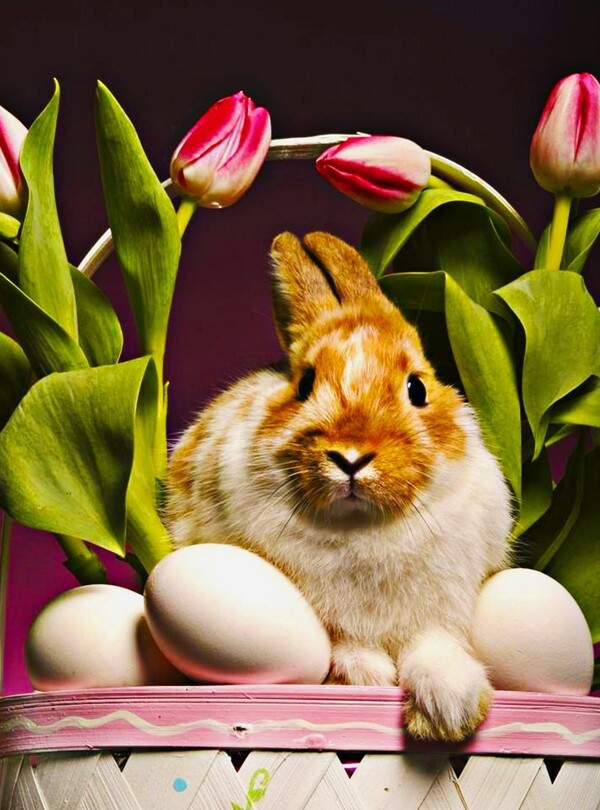 兔子黑白兔子白兔小兔图片