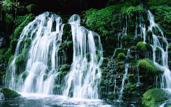 树植物水风景