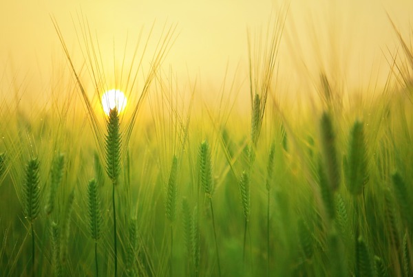 阳光下的麦稻穗 草地