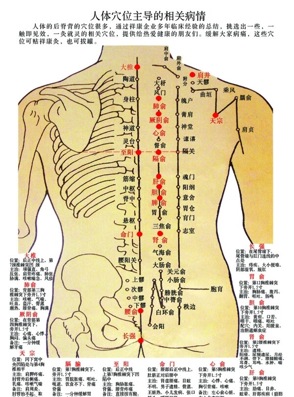 人体穴位图图片