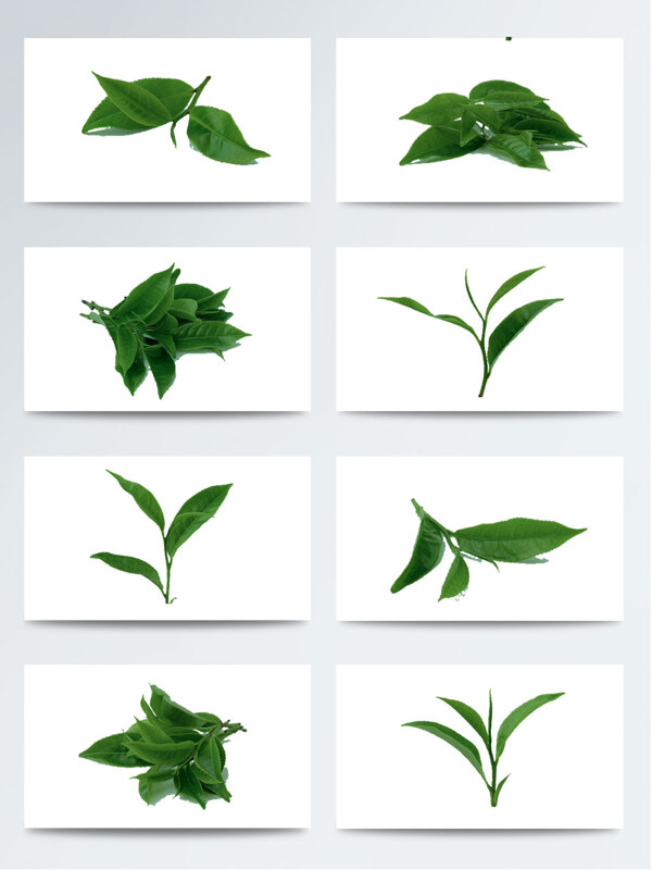 墨绿色的绿茶叶子PNG元素