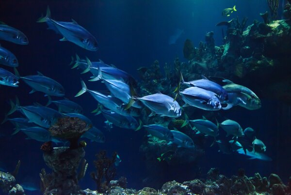 海底鱼群 海洋生物  多条鱼
