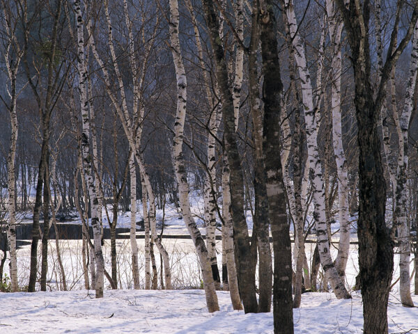 白兮兮的树林中的雪