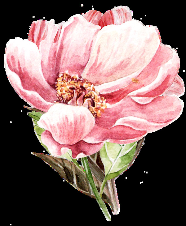 粉色菊花透明素材png