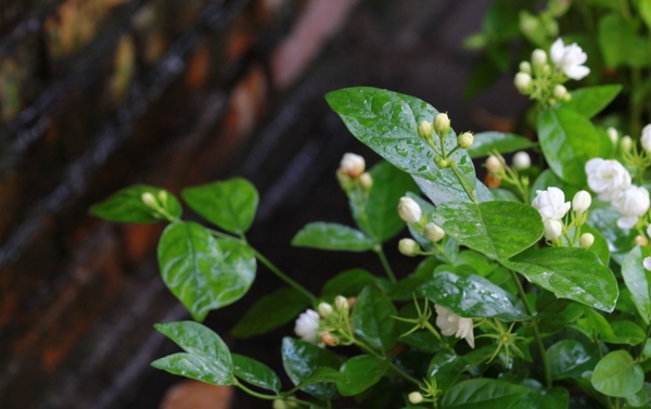 茉莉花图片