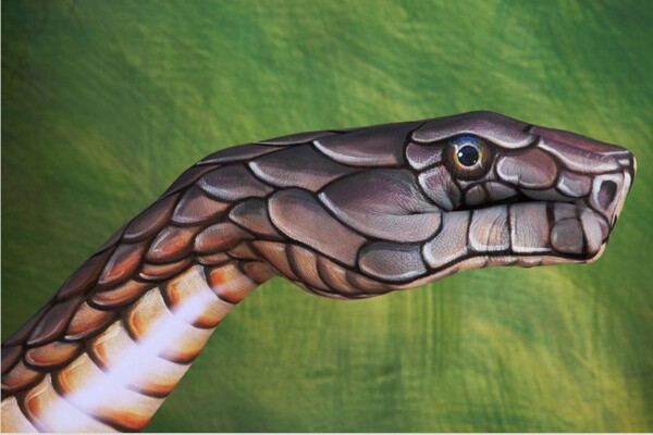 人体彩绘正在哺食的蛇