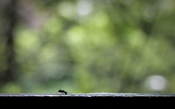 窗台上的蚂蚁意境图