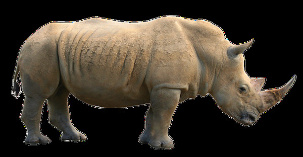 褐色的大犀牛免抠png透明图层素材