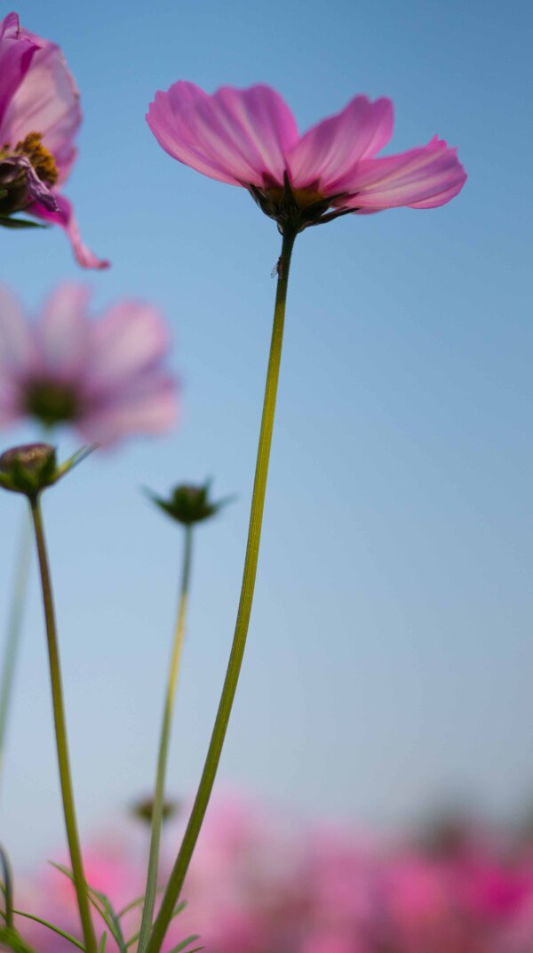 格桑花