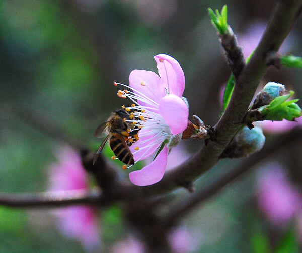 蜜蜂图片